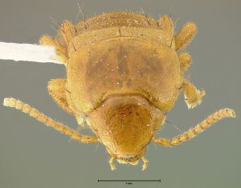 Media type: image;   Entomology 29109 Aspect: head dorsal view